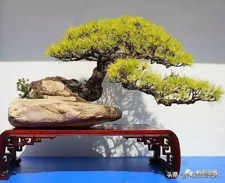 大拖根,太美了!!!