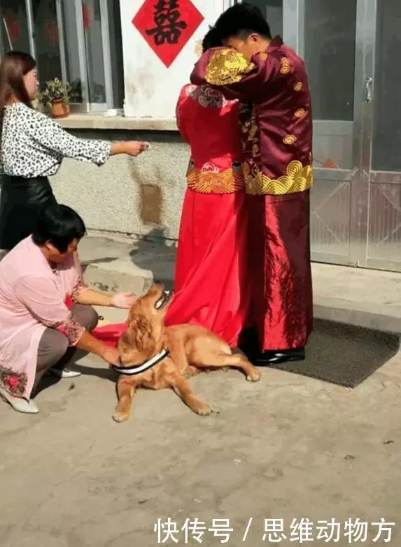 主人就要出嫁了,農村土狗最後的舉措連新郎都看哭了:不能沒有你!