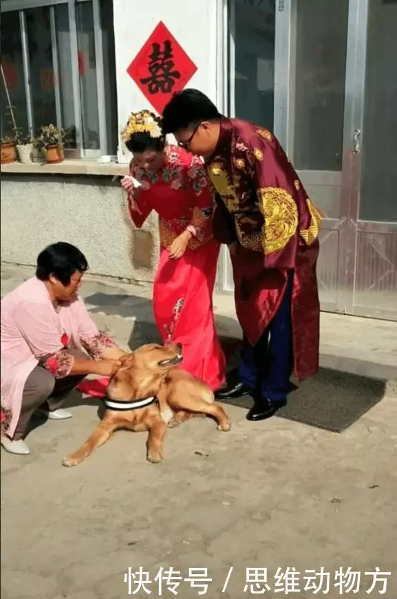 主人就要出嫁了,農村土狗最後的舉措連新郎都看哭了:不能沒有你!