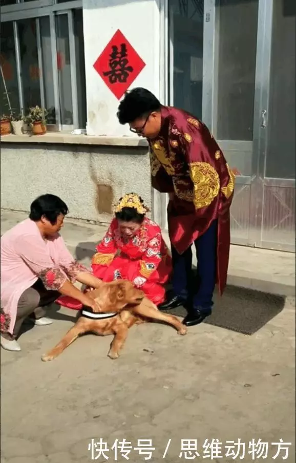 主人就要出嫁了,農村土狗最後的舉措連新郎都看哭了:不能沒有你!