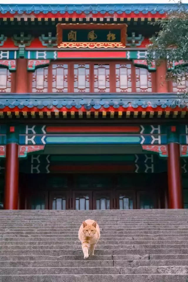 拍了1整年,走過10多座城市,只為這30張年度街貓照片!