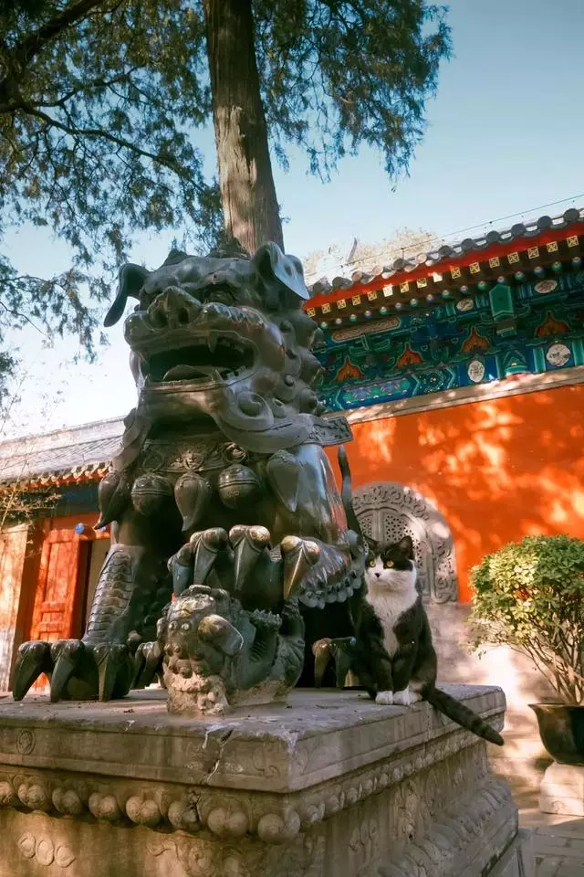 拍了1整年,走過10多座城市,只為這30張年度街貓照片!
