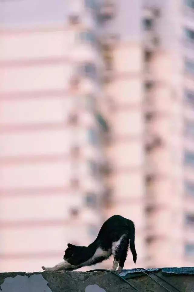 拍了1整年,走過10多座城市,只為這30張年度街貓照片!