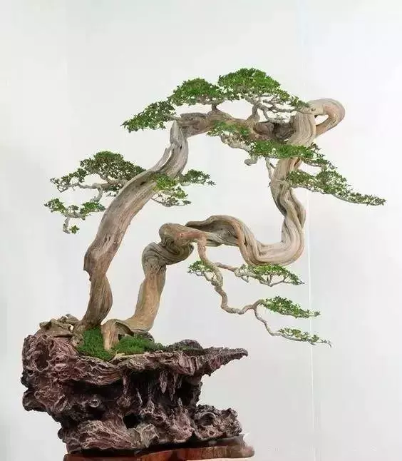 盆景初入門:學習盆景製作,首先要瞭解盆景製作的這幾個法則