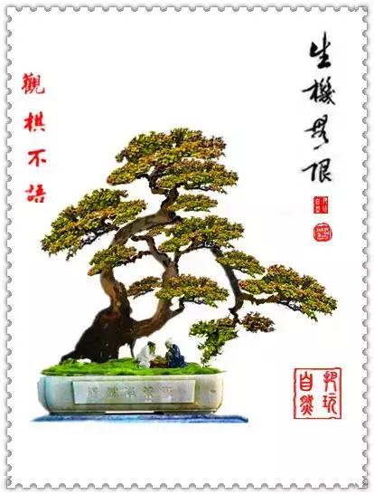 盆景初入門:學習盆景製作,首先要瞭解盆景製作的這幾個法則