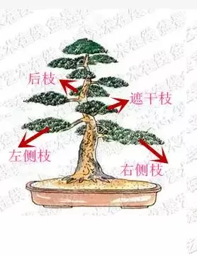 盆景初入門:學習盆景製作,首先要瞭解盆景製作的這幾個法則