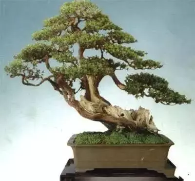 盆景初入門:學習盆景製作,首先要瞭解盆景製作的這幾個法則