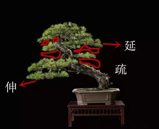 盆景初入門:學習盆景製作,首先要瞭解盆景製作的這幾個法則