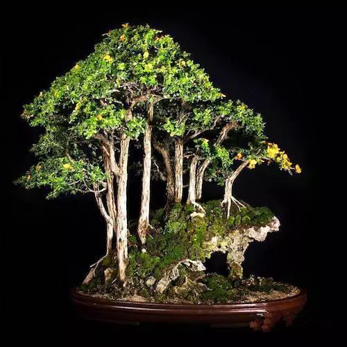 盆景初入門:學習盆景製作,首先要瞭解盆景製作的這幾個法則