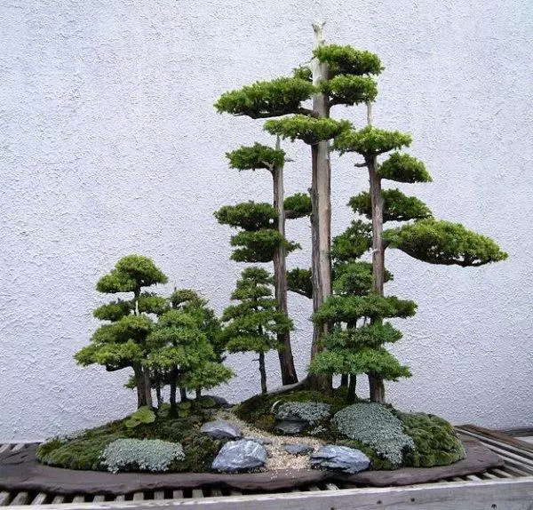 盆景初入門:學習盆景製作,首先要瞭解盆景製作的這幾個法則