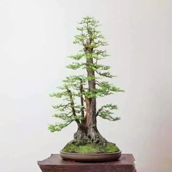 盆景初入門:學習盆景製作,首先要瞭解盆景製作的這幾個法則