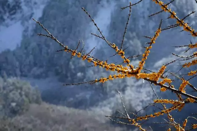 這裡一下雪就美成了現實版的天空之城,還能泡著溫泉看雪山