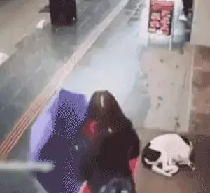 陌生小姐姐為蜷縮在寒風中的流浪狗蓋圍巾,這大概就是天使吧