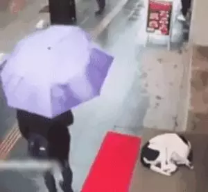 陌生小姐姐為蜷縮在寒風中的流浪狗蓋圍巾,這大概就是天使吧