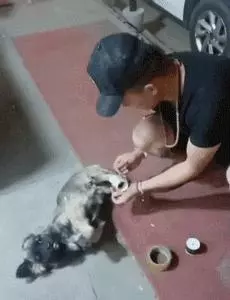 陌生小姐姐為蜷縮在寒風中的流浪狗蓋圍巾,這大概就是天使吧