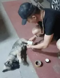 陌生小姐姐為蜷縮在寒風中的流浪狗蓋圍巾,這大概就是天使吧