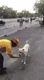 陌生小姐姐為蜷縮在寒風中的流浪狗蓋圍巾,這大概就是天使吧