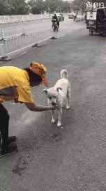 陌生小姐姐為蜷縮在寒風中的流浪狗蓋圍巾,這大概就是天使吧