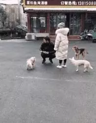 陌生小姐姐為蜷縮在寒風中的流浪狗蓋圍巾,這大概就是天使吧