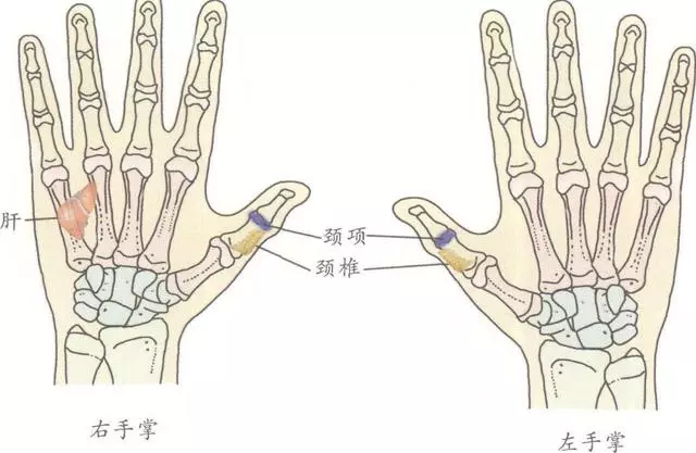 落枕,失枕,項背部酸痛,頸部活動受限?7個手足反射區有效果,收藏
