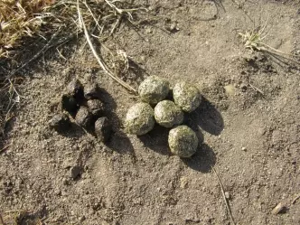 8種你從來沒有注意過的「動物排泄物」 水獺的便便有茉莉花味?