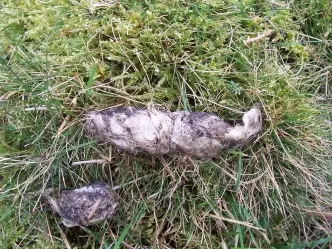 8種你從來沒有注意過的「動物排泄物」 水獺的便便有茉莉花味?
