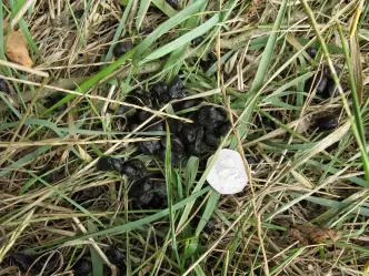 8種你從來沒有注意過的「動物排泄物」 水獺的便便有茉莉花味?