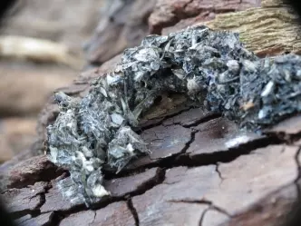 8種你從來沒有注意過的「動物排泄物」 水獺的便便有茉莉花味?