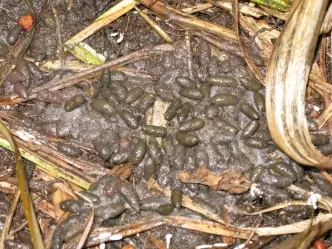 8種你從來沒有注意過的「動物排泄物」 水獺的便便有茉莉花味?