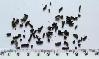 8種你從來沒有注意過的「動物排泄物」 水獺的便便有茉莉花味?