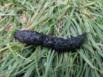 8種你從來沒有注意過的「動物排泄物」 水獺的便便有茉莉花味?