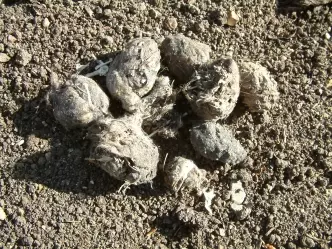 8種你從來沒有注意過的「動物排泄物」 水獺的便便有茉莉花味?