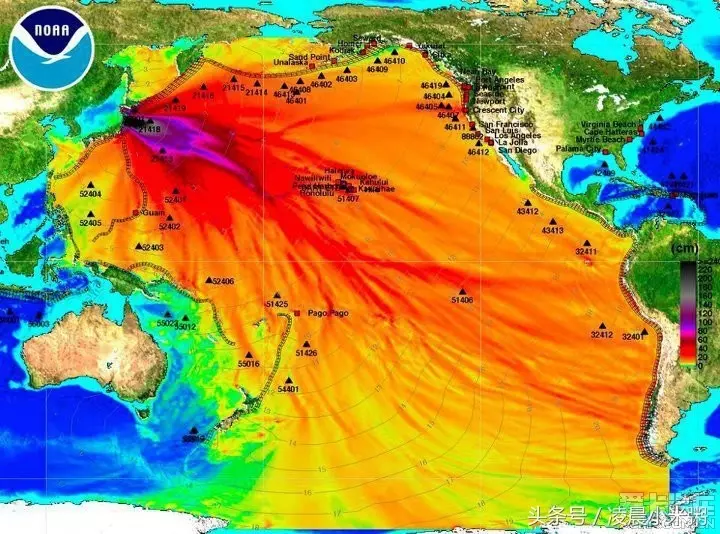 日本福島核輻射過了五年,生物變種千奇百怪..現在那裡竟然變成「這樣」!黃瓜上還長出葉子!