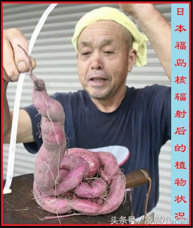 日本福島核輻射過了五年,生物變種千奇百怪..現在那裡竟然變成「這樣」!黃瓜上還長出葉子!