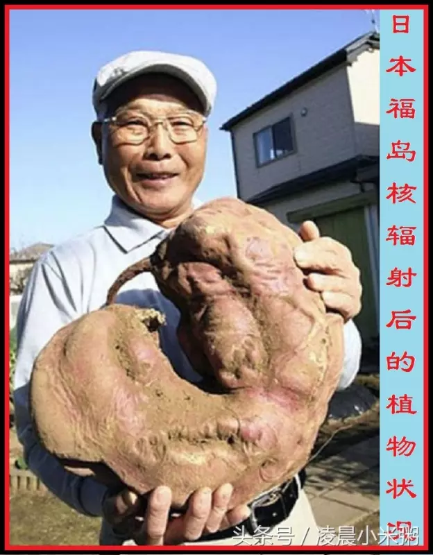日本福島核輻射過了五年,生物變種千奇百怪..現在那裡竟然變成「這樣」!黃瓜上還長出葉子!