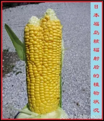 日本福島核輻射過了五年,生物變種千奇百怪..現在那裡竟然變成「這樣」!黃瓜上還長出葉子!