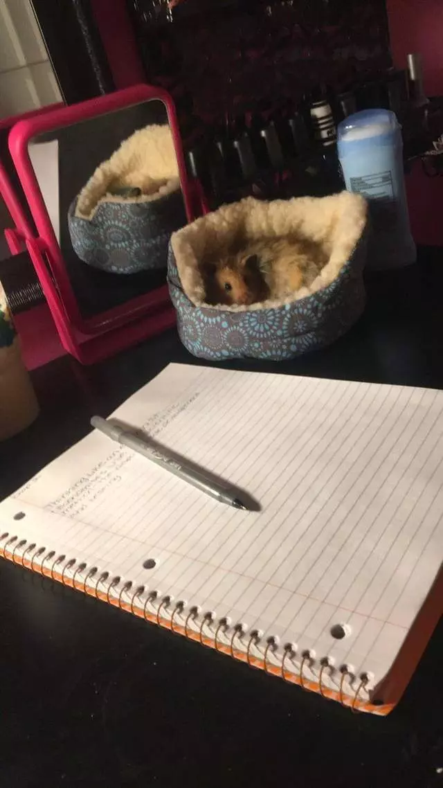 猜猜看《買床給倉鼠會發生什麼事?》答案就是圓了飼主的美夢帶牠到處......