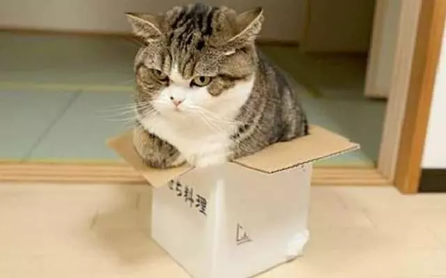猜猜看《買床給倉鼠會發生什麼事?》答案就是圓了飼主的美夢帶牠到處......
