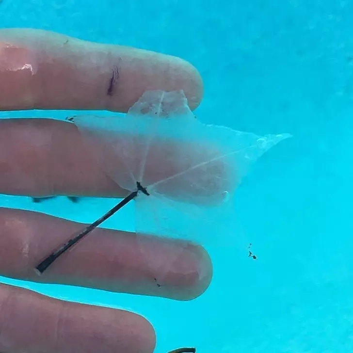 16張「讓你自卑眼界還太小」的稀有照片 一口咬開紫薯驚見整個銀河系!