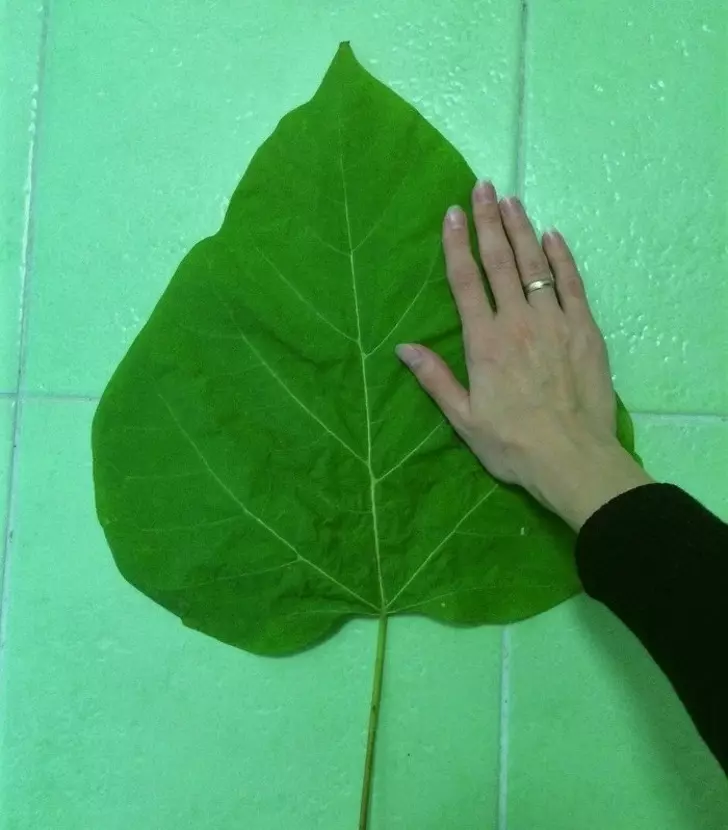 16張「讓你自卑眼界還太小」的稀有照片 一口咬開紫薯驚見整個銀河系!