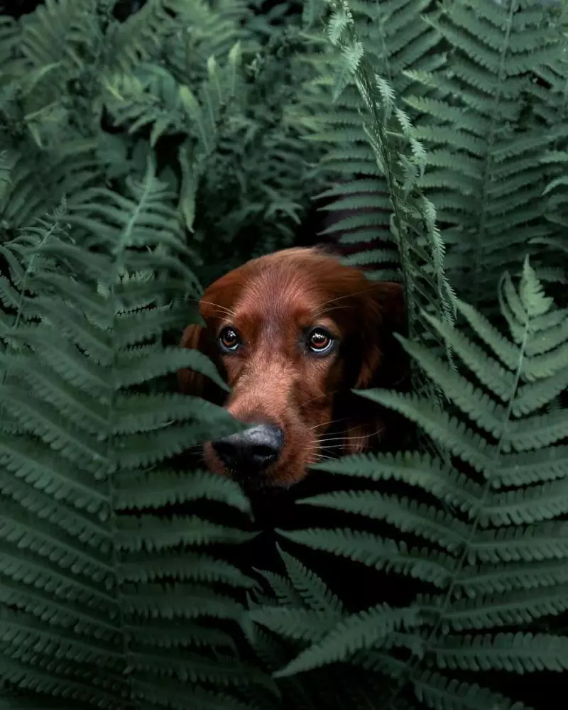 攝影師主人鏡頭下的汪星人!最美登山獵犬變模特兒 每走一步都是鎂光燈焦點啊QQ