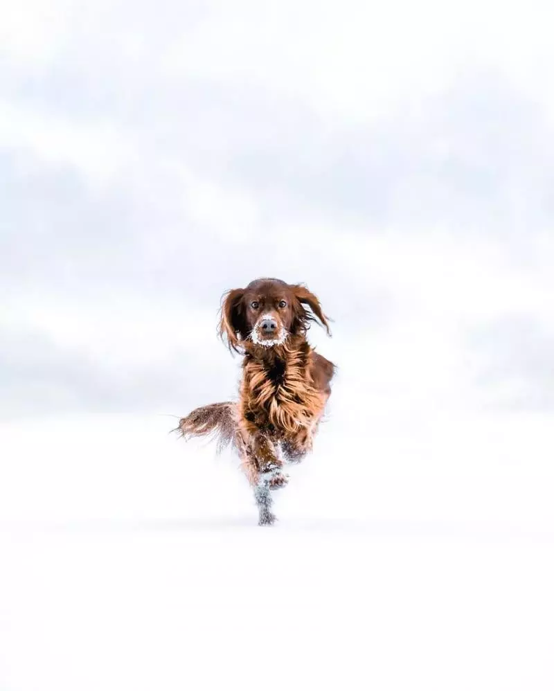 攝影師主人鏡頭下的汪星人!最美登山獵犬變模特兒 每走一步都是鎂光燈焦點啊QQ