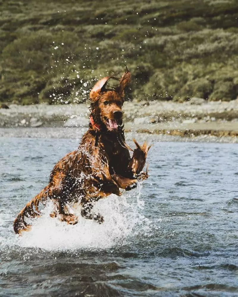 攝影師主人鏡頭下的汪星人!最美登山獵犬變模特兒 每走一步都是鎂光燈焦點啊QQ