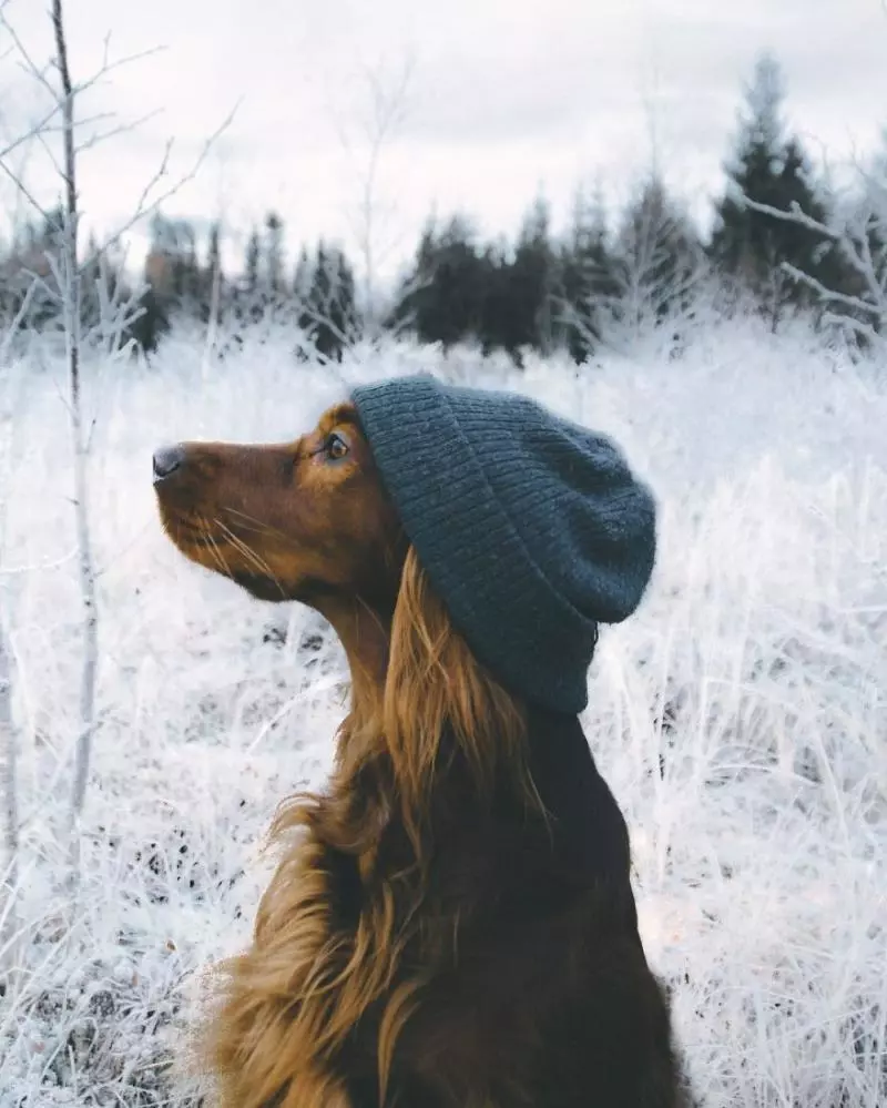 攝影師主人鏡頭下的汪星人!最美登山獵犬變模特兒 每走一步都是鎂光燈焦點啊QQ