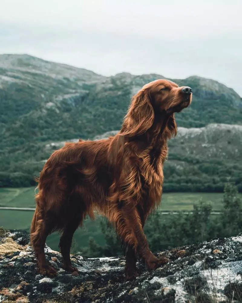 攝影師主人鏡頭下的汪星人!最美登山獵犬變模特兒 每走一步都是鎂光燈焦點啊QQ