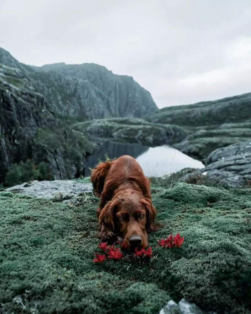 攝影師主人鏡頭下的汪星人!最美登山獵犬變模特兒 每走一步都是鎂光燈焦點啊QQ