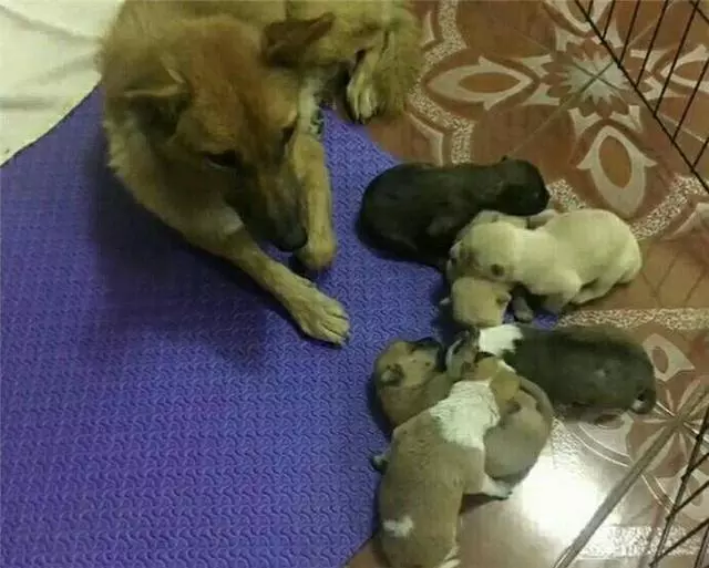 流浪狗母狗挨家挨戶把自己的孩子送人,為了在下雪前給孩子找個家