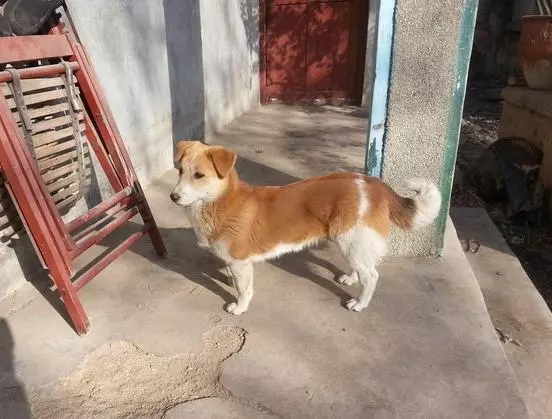 土狗媽媽每天帶著自己的孩子守在家門口,只為等待當兵的主人回家