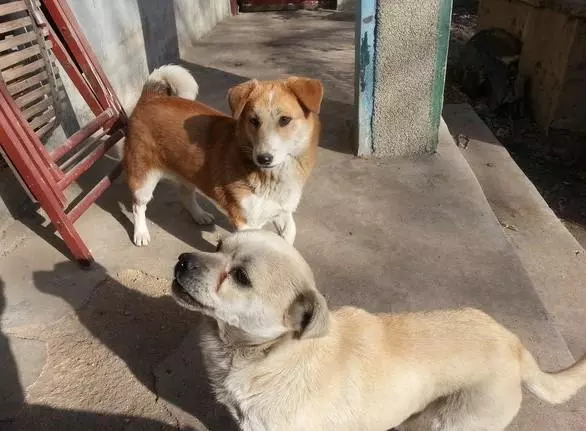 土狗媽媽每天帶著自己的孩子守在家門口,只為等待當兵的主人回家