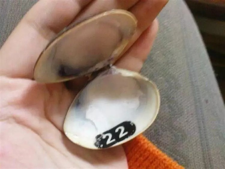 女煮蛤蠣...殼一開驚見「神秘數字」嚇傻! 網掀轟動:趕快再湊六個 簽威力彩!